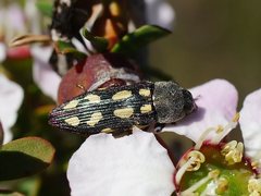 Castiarina parallela