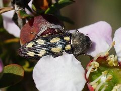Castiarina parallela
