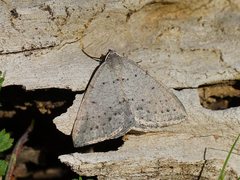 Taxeotis xanthogramma