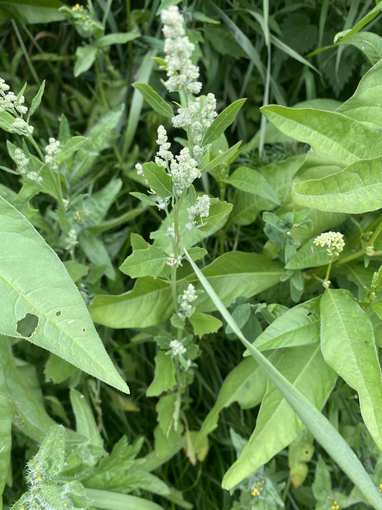 Common Lambsquarters from University of York, York, England, GB on June ...