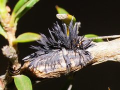 Septobasidium clelandii