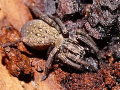 Mituliodon tarantulinus