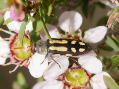 Castiarina parallela