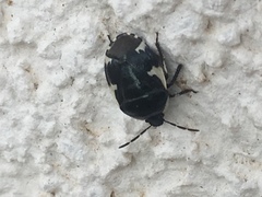Tritomegas sexmaculatus