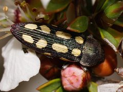 Castiarina parallela