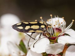 Castiarina parallela