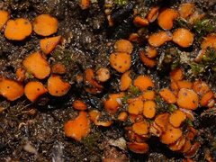 Anthracobia muelleri