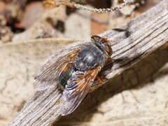 Calliphora augur