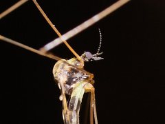 Discobola australis