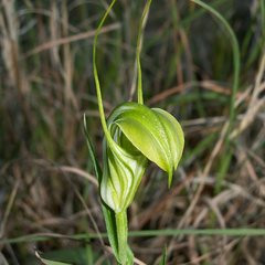 Pterostylis grandiflora