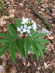 Cardamine heptaphylla