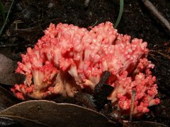 Ramaria botrytoides