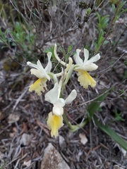 Orchis pauciflora
