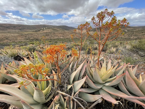 Aloe komaggasensis