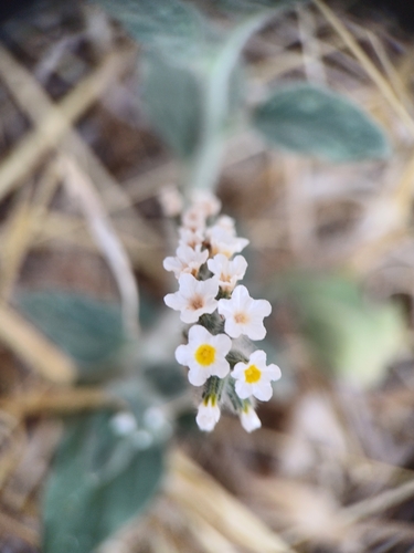 Image of Heliotropium hirsutissimum by (c) Atalay Karakuş, some rights reserved (CC BY)