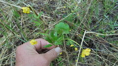 Ranunculus monophyllus