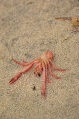 Grimothea planipes