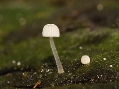 Mycena piringa