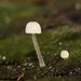 Mycena piringa - Photo (c) Reiner Richter, some rights reserved (CC BY-NC-SA), uploaded by Reiner Richter