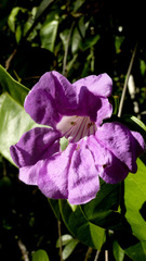 Bignonia corymbosa