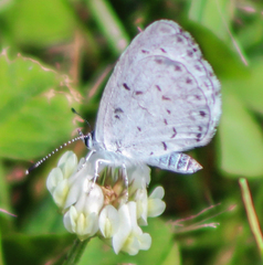Celastrina neglecta