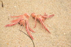 Grimothea planipes