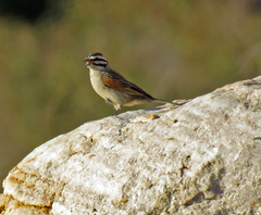 Emberiza capensis