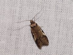 Philobota acropola