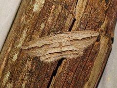 Euphronarcha luxaria