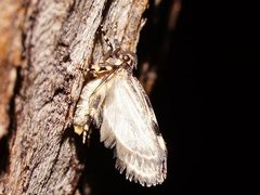 Barea codrella