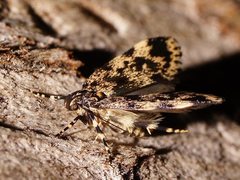 Barea codrella