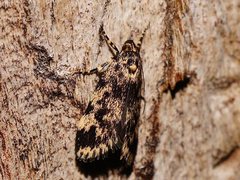 Barea codrella