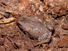 Eastern Smooth Frog photo 2