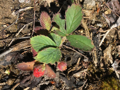 Fragaria vesca americana