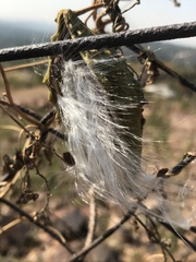 Pentarrhinum insipidum