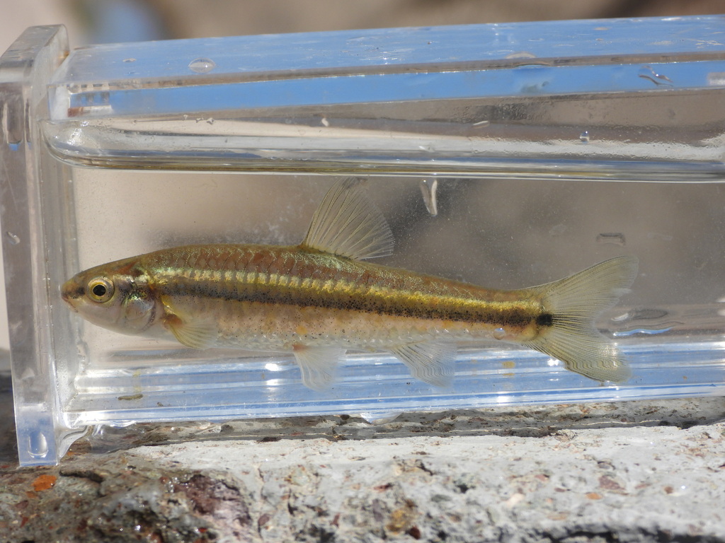 Roundnose minnow (Dionda episcopa) — Cyprinidae