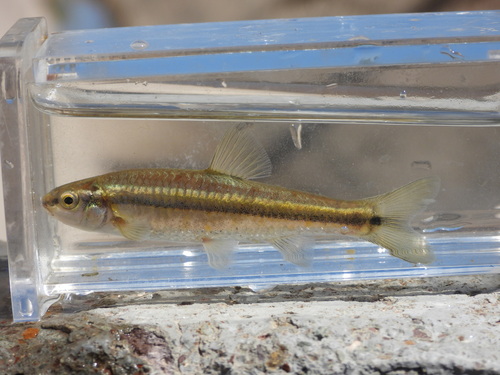 Rondsnuit-elritsje (Dionda episcopa) — Cyprinidae