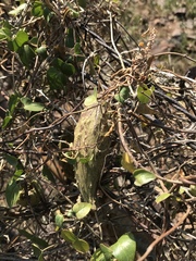 Pentarrhinum insipidum