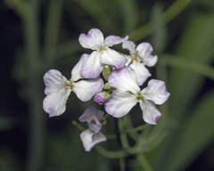 Raphanus sativus raphanistroides