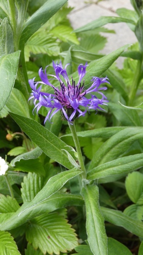 Cyanus montanus — repeat bloomer houseplant