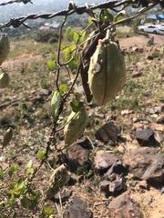Pentarrhinum insipidum