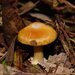 Cortinarius phalarus - Photo (c) Reiner Richter, some rights reserved (CC BY-NC-SA), uploaded by Reiner Richter