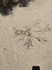 Chaenactis carphoclinia