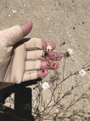 Chaenactis carphoclinia