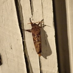 Oxycanus australis