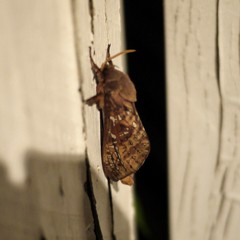Oxycanus australis