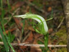 Pterostylis falcata