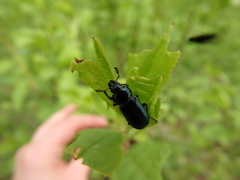 Platycerus caraboides