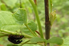 Platycerus caraboides