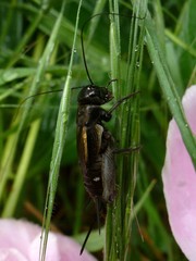 Melanogryllus desertus